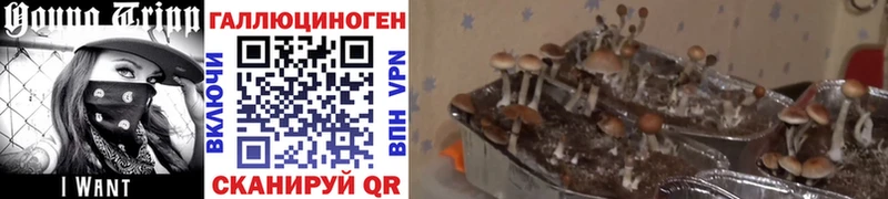 Галлюциногенные грибы ЛСД  Купить закладки  Елизаветинская 